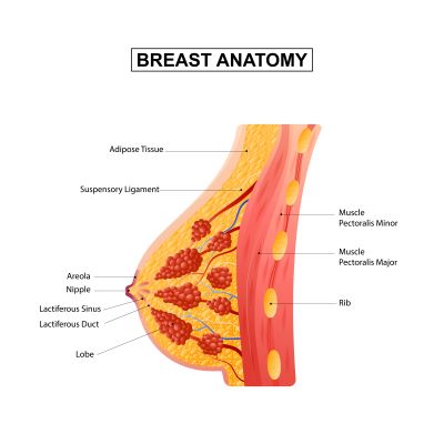 Brust Anatomie