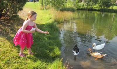 Ein Mädchen füttert Enten an einem See