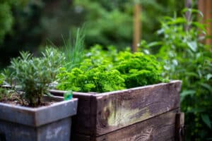 Gemüse auf dem Balkon anpflanzen - Tipps und Tricks