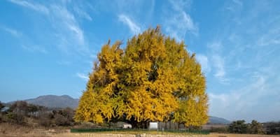 Ein Ginkgo Baum der sich im Herbst gelblich färbt