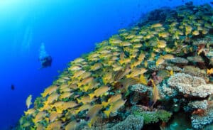 Virtuell nachgeholt: Das 14. International Coral Reef Symposium 2021