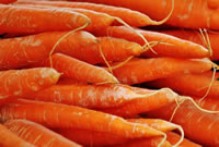 Karotten anpflanzen