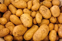 kartoffeln anpflanzen