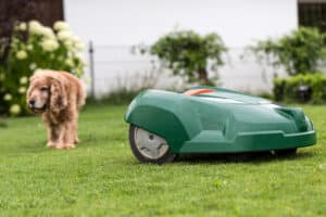 Mähroboter fährt im Garten an Hund vorbei