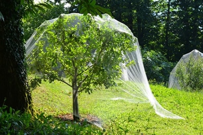 Ein Obstbaum der mit einem Netz vor Vögeln geschützt wird