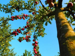 Ein Apfelbaum der voller reifer Äpfel ist, muss vor Vögeln geschützt werden