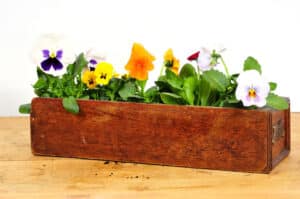 Pflanzkübel selber machen » beste Tipps für Hobby Gärtner