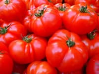 Tomaten anpflanzen