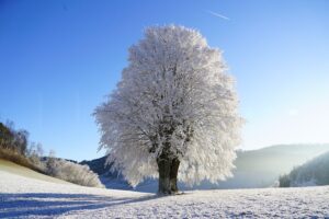 Ein eingeschneiter Baum im Winter.